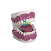 “康为医疗”牙护理保健模型（28颗牙）