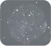 iPS人诱导多能干细胞（上海埃泽思AC-2001001）