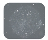 H9人胚胎干细胞系（上海埃泽思AC-2001002H9）