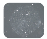H9 人胚胎干细胞系