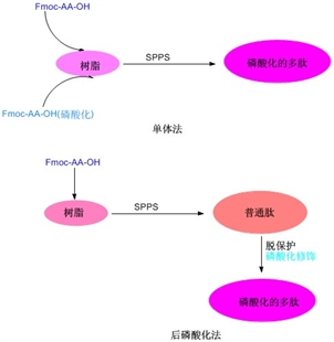 磷酸化，磷酸化修饰