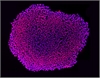 H1人胚胎干细胞系